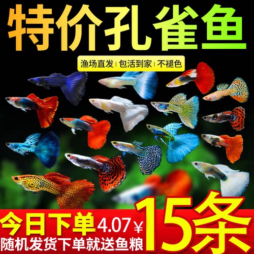 孔雀鱼活鱼观赏鱼纯种小型热带鱼活体淡水好养耐活鱼苗观赏鱼小鱼