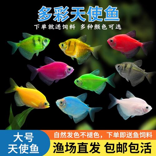 天使鱼淡水色彩鲜艳不褪色