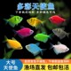 天使鱼观赏鱼淡水鱼群游鱼淡水鱼小鱼适合混养热带鱼好养耐活鱼苗