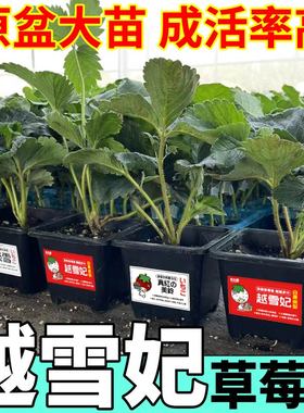 越雪妃草莓苗秧四季盆栽草莓苗超甜红颜章姬真红美玲草莓阳台小院