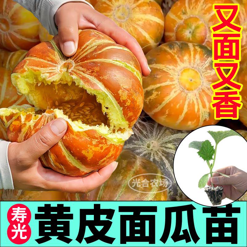 黄皮面瓜秧苗花皮香瓜大黑皮面瓜种子春秋四季软面香甜果蔬苗小院