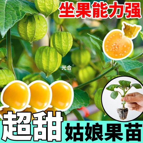 奶香姑娘果苗秧大果型东北菇娘果灯笼果带土紫菇娘阳台盆栽种植