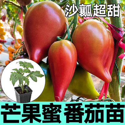 一级苗沙瓤超甜芒果蜜番茄苗秧春秋四季盆地栽高产红黄西红柿种子