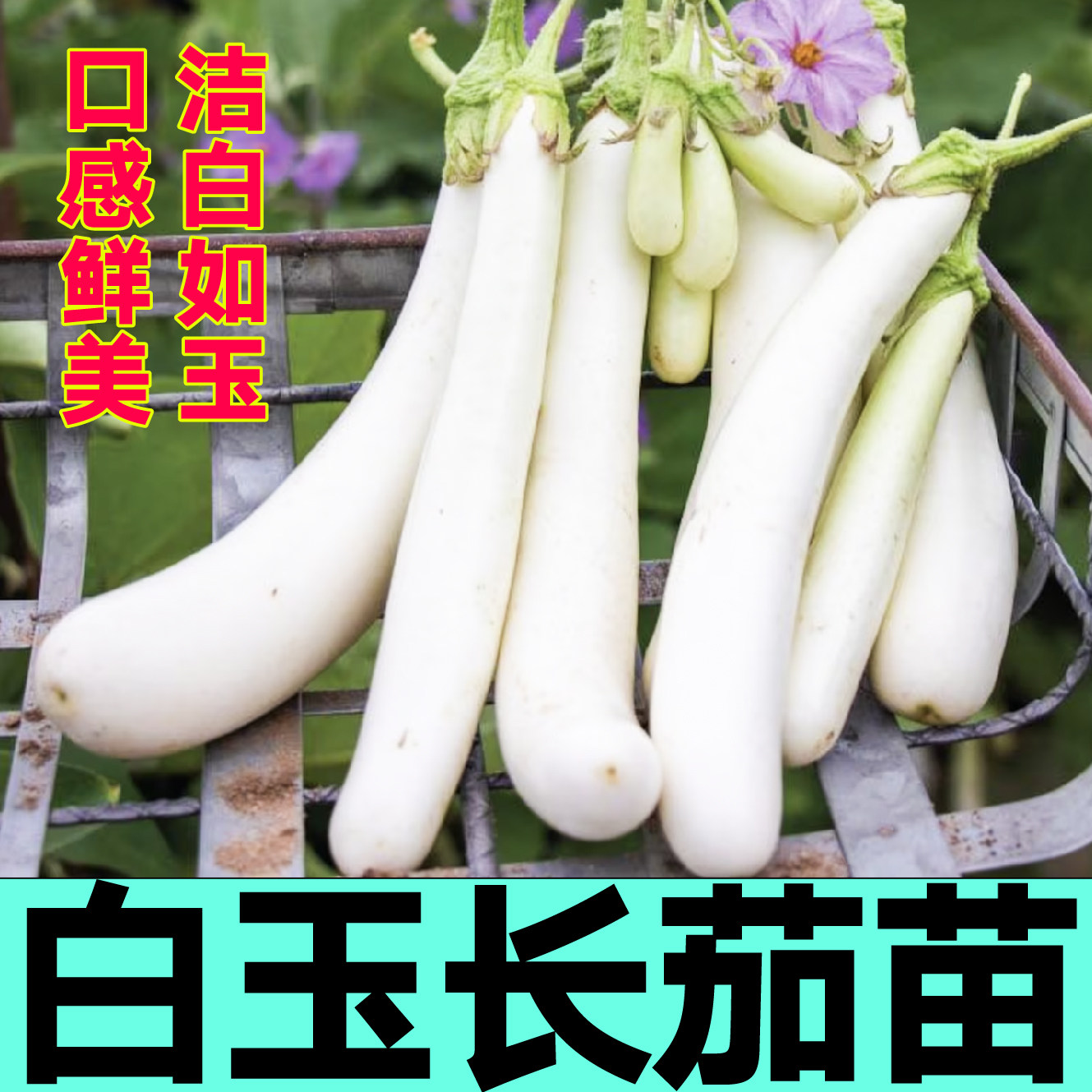 口感鲜美白玉长茄秧苗象牙白白雪公主长茄种子四季盆栽蔬菜压趴架