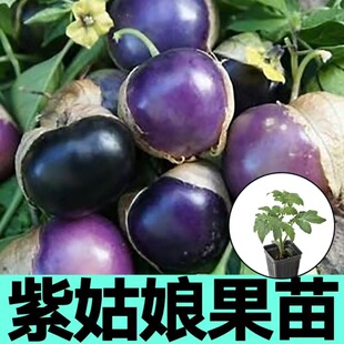 东北紫姑娘果苗秧带土球大果黄毛酸浆菇娘果种子四季阳台盆栽高产