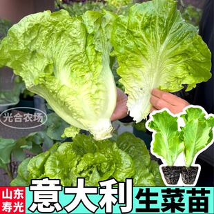 意大利生菜苗秧穴盘带土盆栽红皱大速奶油生菜种子耐寒小院阳台