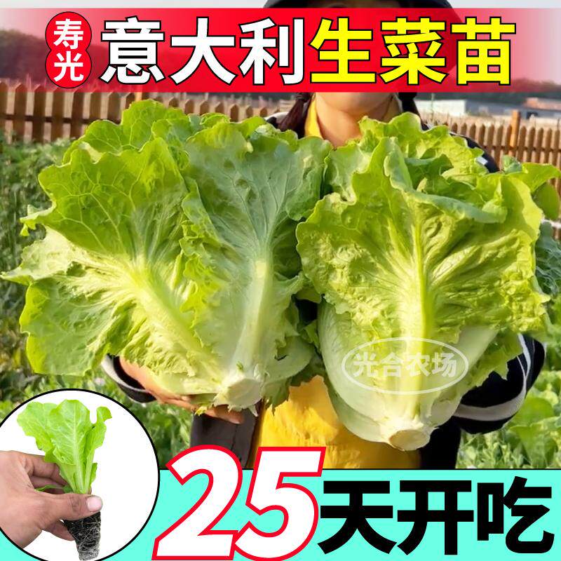 速生高产意大利生菜苗秧结球红皱大速生菜种子四季大田阳台耐抽苔