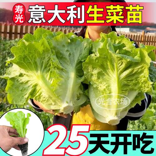 速生高产意大利生菜苗秧结球红皱大速生菜种子四季大田阳台耐抽苔