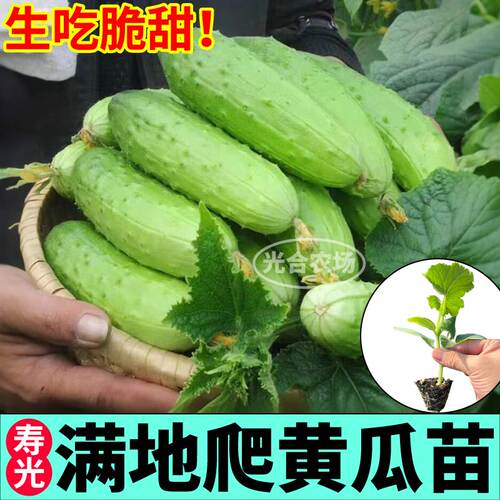 满地爬黄瓜苗秧带土球旱黄瓜种子大黄瓜水果黄瓜蔬菜种苗四季盆栽