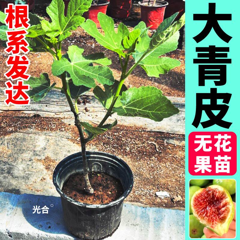 大青皮无花果树苗特大薄皮盆栽地栽当年结果果树苗无花果树苗