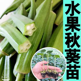 陽臺盆栽更耐老 超嫩水果秋葵苗秧帶土球紅黃綠秋葵種子籽春秋四季