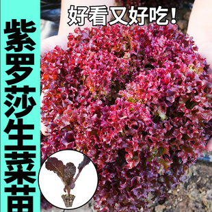 寿光紫罗莎生菜苗秧带土球直立结球奶油红皱生菜种子四季阳台盆栽