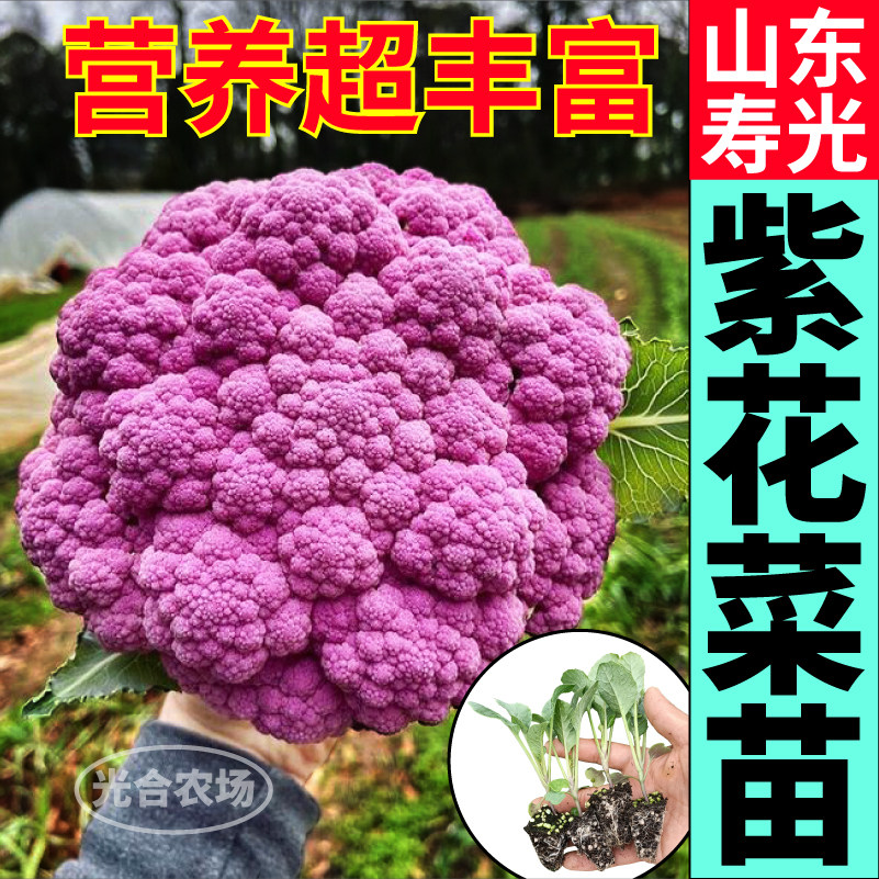 山东寿光紫晶花菜秧苗西兰花松花菜种子紫色花菜庭院大田四季高产