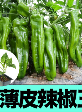 寿光薄皮辣椒王青尖椒甜虎皮苗秧朝天线椒螺丝椒种子四季阳台盆栽