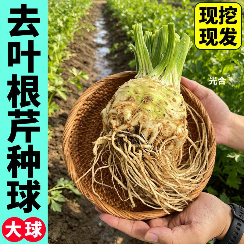 正宗根芹球苗大球山东地中海根芹苗耐寒根芹球蔬菜苗阳台盆栽种植