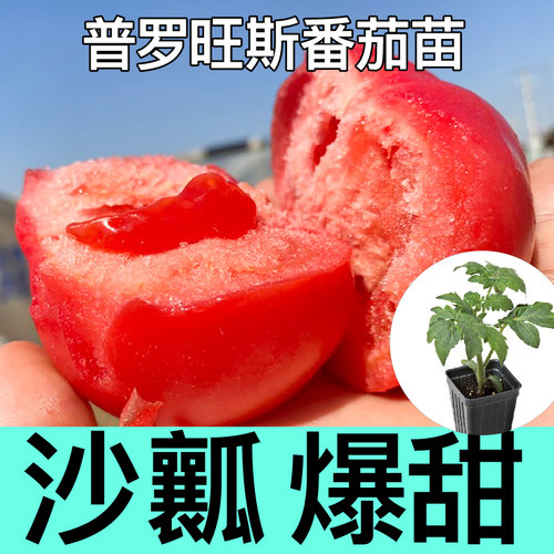 沙瓤爆甜荷兰普罗旺斯番茄苗秧西红柿圣女果种子四季阳台盆栽种苗