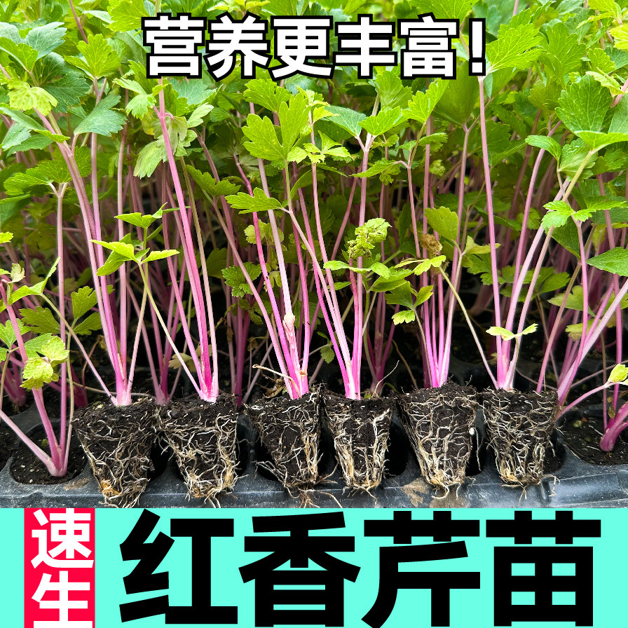 山东红香芹菜秧苗春秋四季阳台盆地栽高产脆嫩含铁量高西芹种子籽