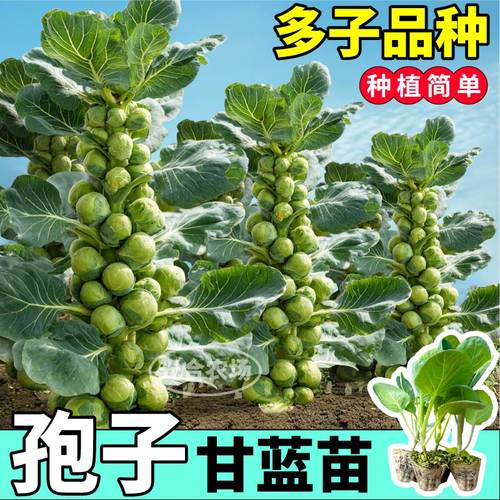 正宗孢子甘蓝苗秧抱子迷你小甘蓝种子营养蔬菜盆栽小院耐寒寿光