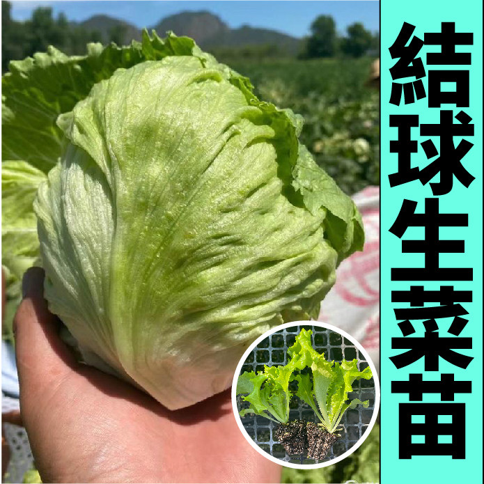 脆嫩清甜结球生菜秧苗幼苗穴盘蔬菜种子大速生奶油意大利罗马生菜