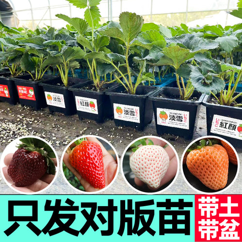 真红美铃黑珍珠草莓秧苗幼苗对版新苗红颜丹东99奶油天使梦幻淡雪