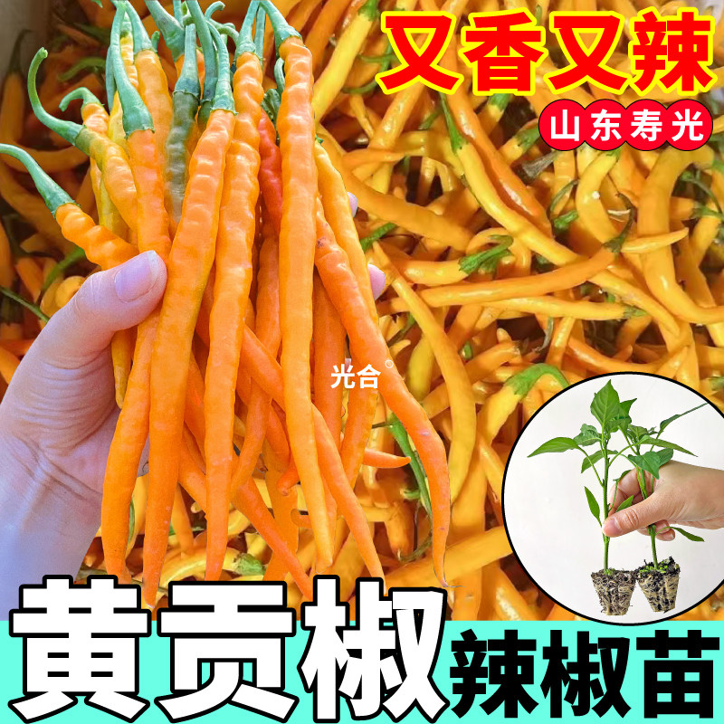 黄贡椒苗秧黄辣椒高产黄皮尖椒种子甜椒红白小米辣春秋四季阳台