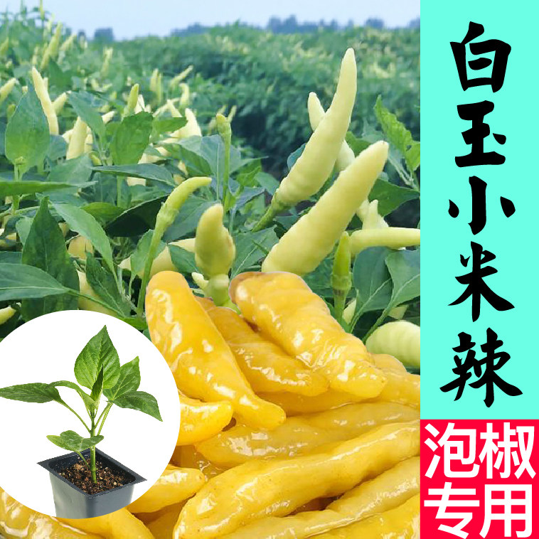 山东寿光白玉小米辣椒苗秧特辣朝天椒杭椒辣椒种子四季阳台盆栽苗