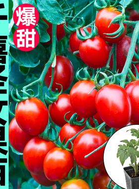 超甜爆汁圣女果秧苗幼苗种子红黄白千禧小番茄樱桃西红柿盆栽四季