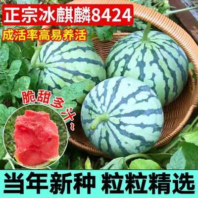 山东寿光超甜冰糖麒麟8424西瓜种子特大懒汉西瓜原装当年新种四季