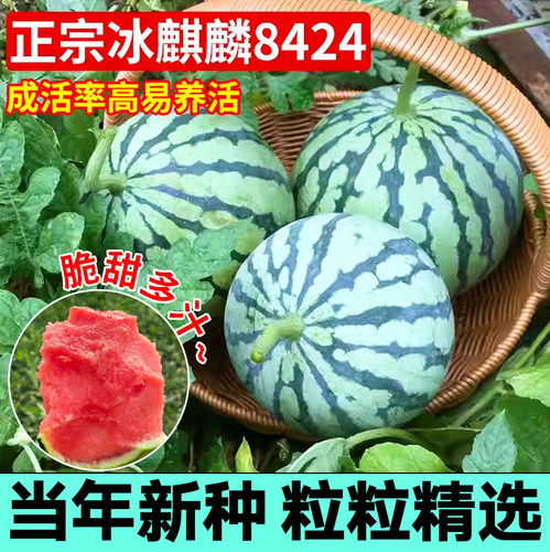 山东寿光超甜冰糖麒麟8424西瓜种子特大懒汉西瓜原装当年新种四季