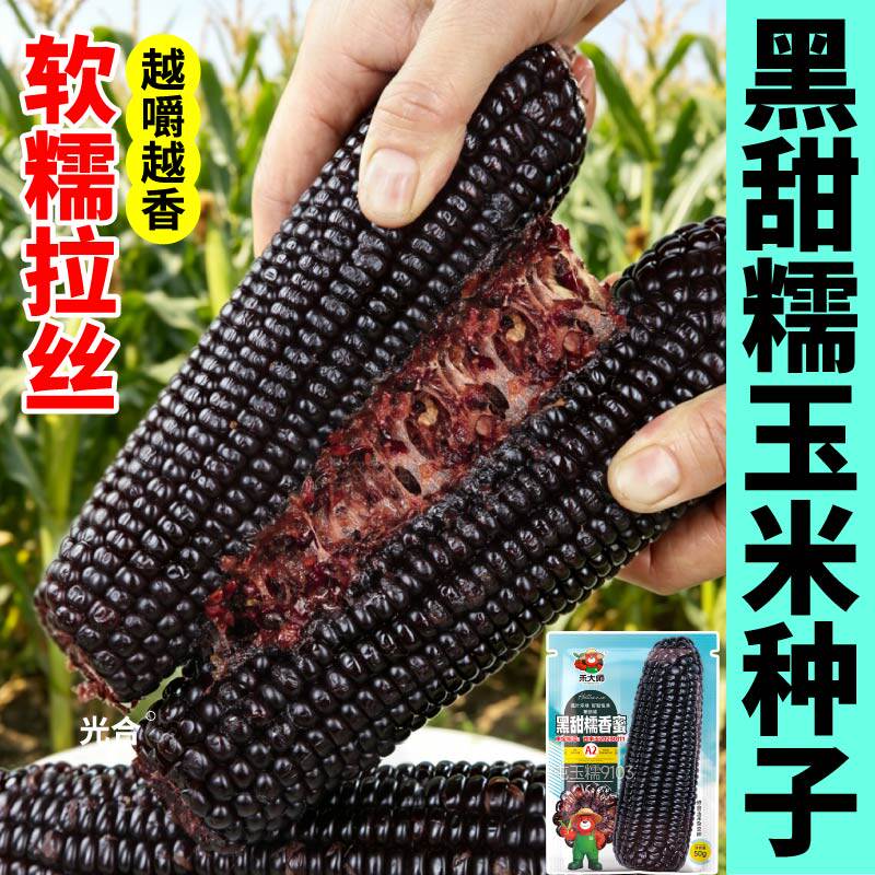 黑甜糯玉米种子超甜香糯大棒黑色玉米种子早熟高产香糯当季新种