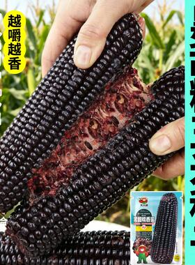 黑甜糯玉米种子超甜香糯大棒黑色玉米种子早熟高产香糯当季新种
