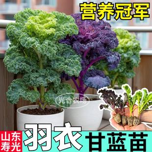 摘不败绿羽衣甘蓝苗秧四季 盆栽紫羽衣粉羽衣甘蓝种子盆栽带土球