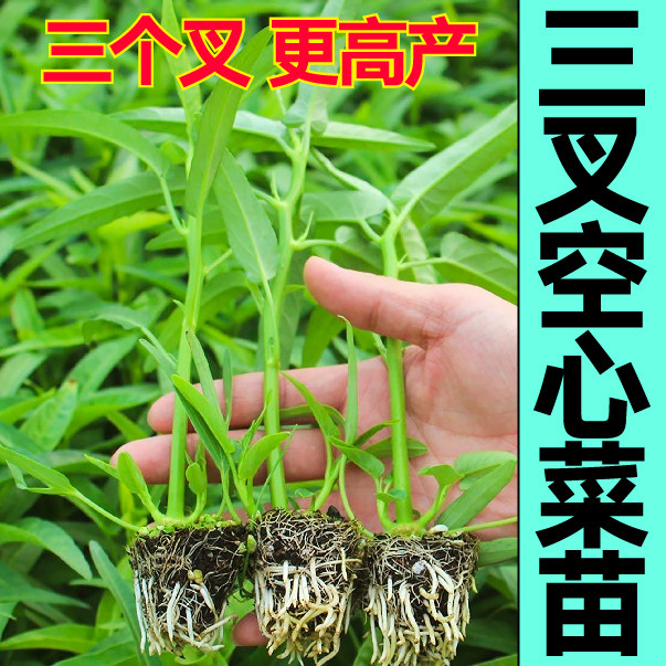 多茬采收三叉空心菜苗秧柳叶空心菜种子春秋四季阳台庭院盆栽高产