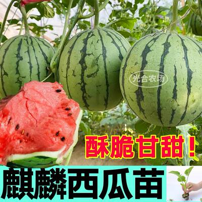 正宗冰糖麒麟西瓜秧苗四季盆栽甜王西瓜种子带士球发货 8424