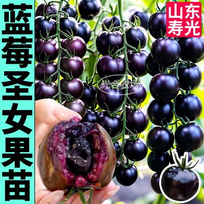 爆汁超甜蓝莓番茄苗秧黑玫瑰纯黑紫色圣女果西红柿种子四季蔬菜苗