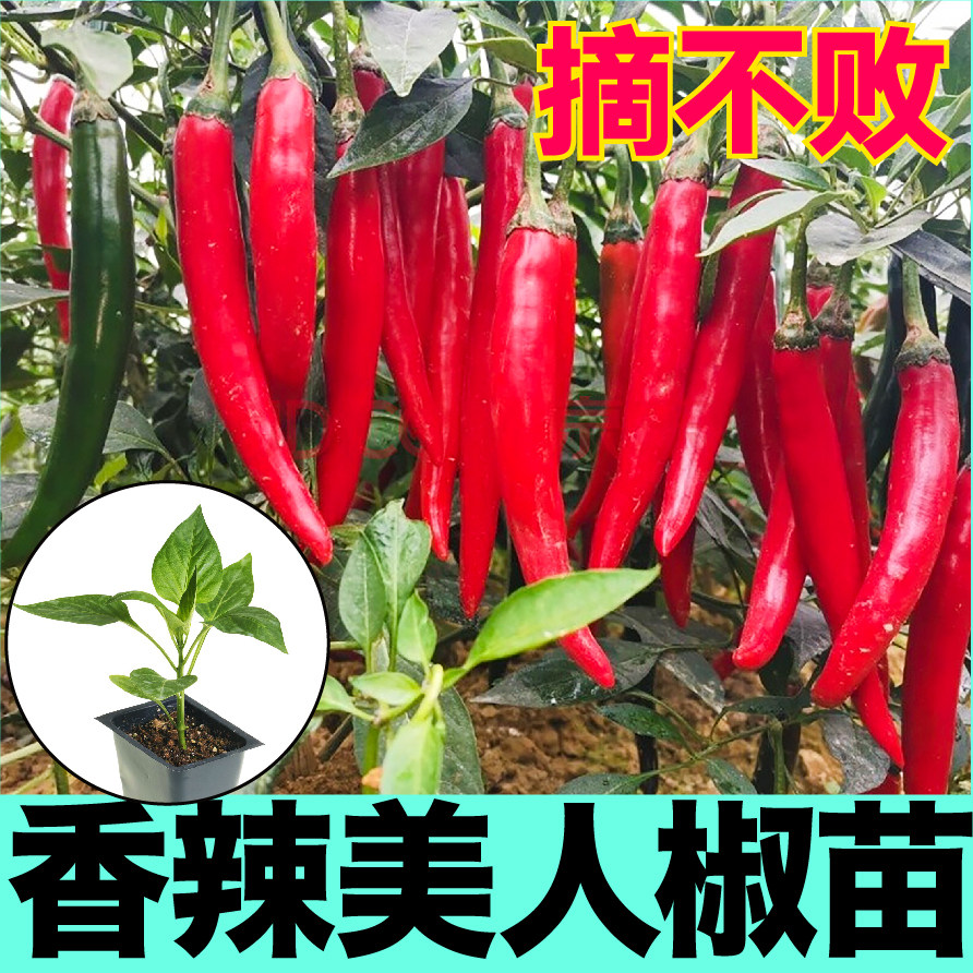 山东寿光摘不败香辣美人椒秧苗幼苗高产海椒辣椒树种子四季春秋