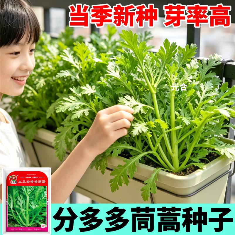 三叉分多多茼蒿种子越掐越长强分枝更清香脆嫩大叶小叶茼蒿种子籽