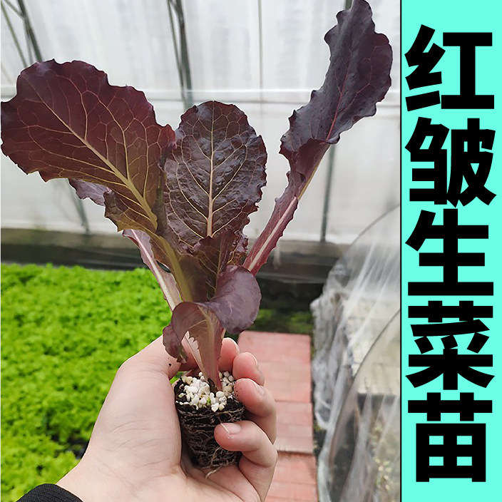 寿光红皱生菜秧苗幼苗带土球四季盆栽根系发达直立大速生奶油种子