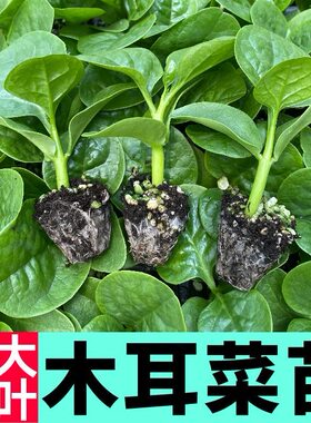 寿光特大圆叶木耳菜苗秧豆腐菜种子无限生长春秋四季阳台盆栽蔬菜