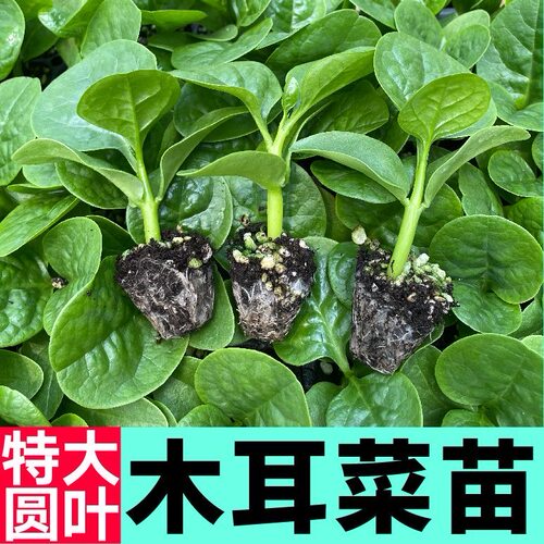 寿光特大圆叶木耳菜苗秧豆腐菜种子无限生长春秋四季阳台盆栽蔬菜