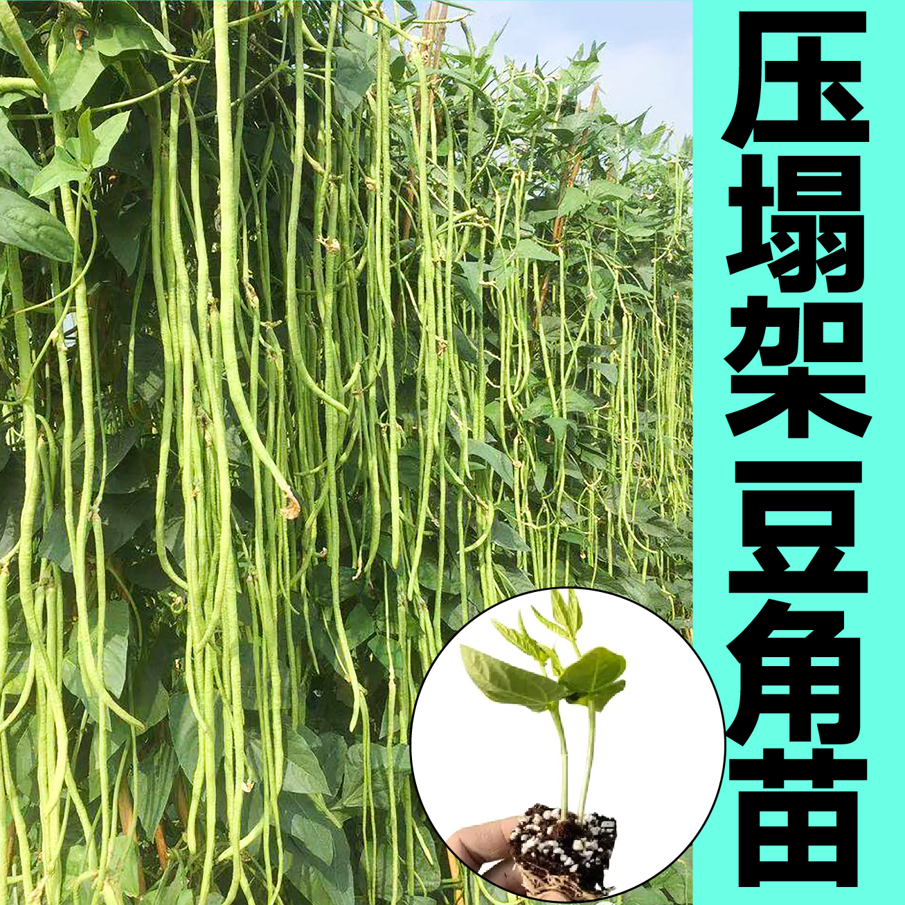 压塌架绿长豇豆角苗秧红绿豆角种子春秋四季阳台盆地栽高产摘不败