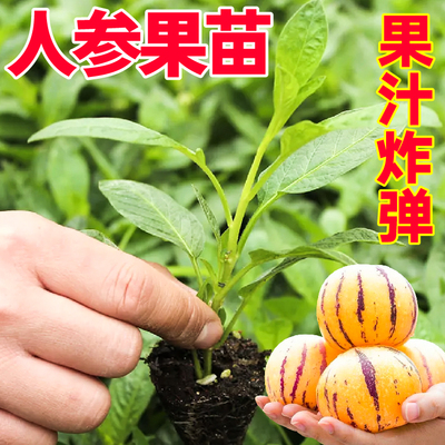 寿光正宗人参果秧苗高产四季圆果人生果长寿果苗带土球果汁炸弹