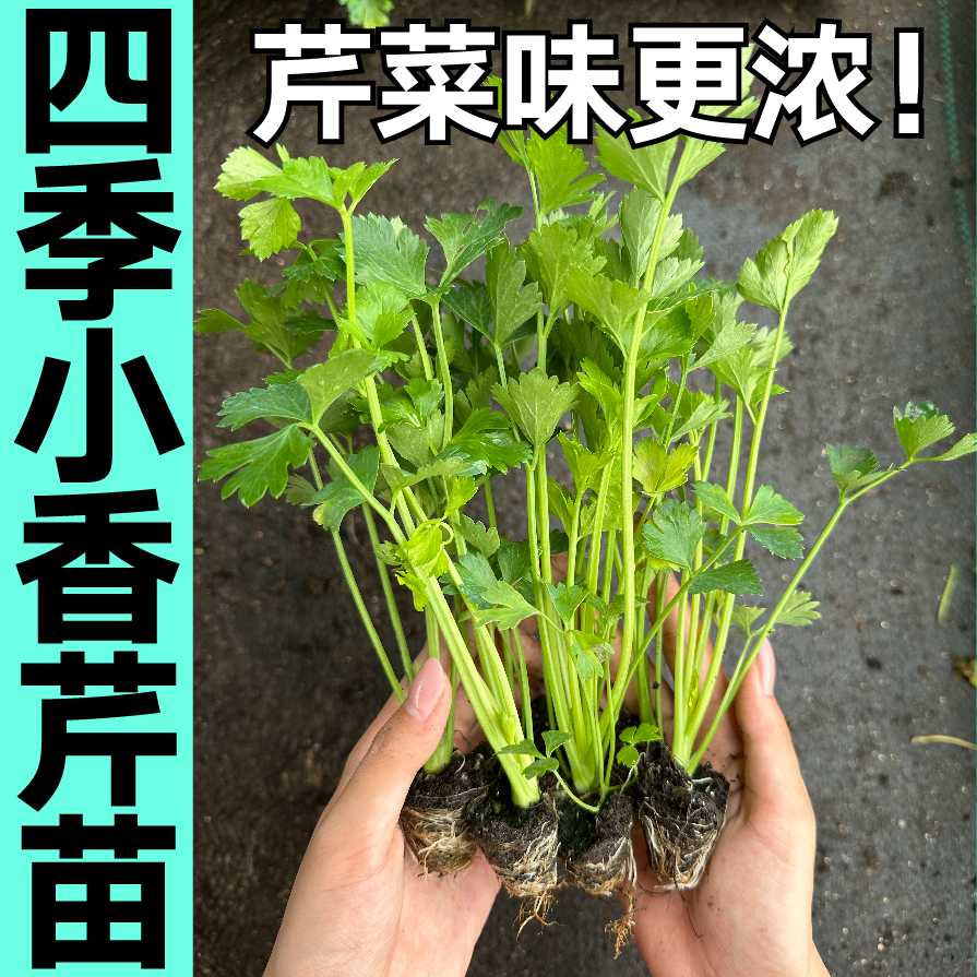脆嫩四季小香芹菜秧苗速生带土球西芹红芹苗种子春秋阳台庭院籽