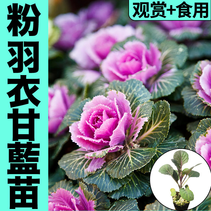 山东寿光粉羽衣甘蓝秧苗观赏食用绿羽紫羽衣甘蓝种子四季小院盆栽