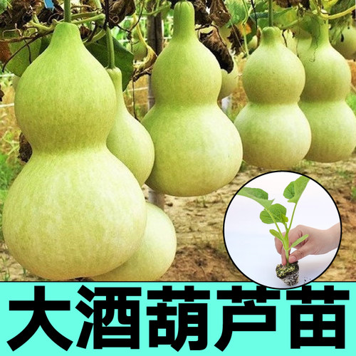 大酒葫芦苗各种葫芦秧苗小亚腰特小文玩手捻葫芦种子四季阳台庭院