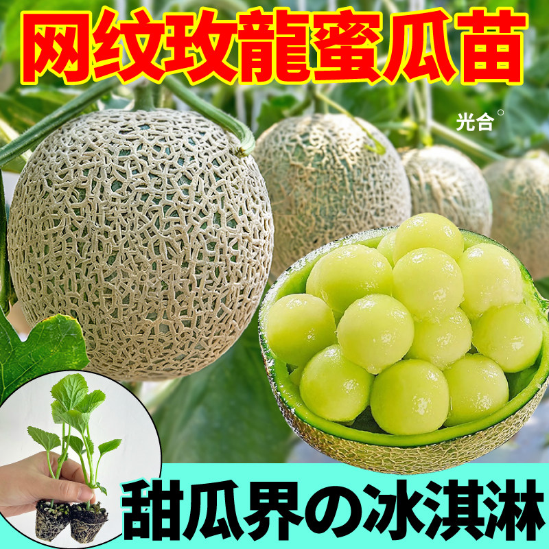 寿光网纹玫龍蜜瓜苗秧清甜多汁玫珑冰淇淋羊角蜜种子四季盆栽种植