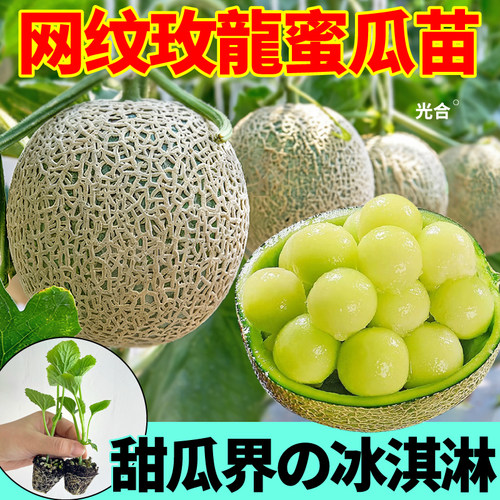 网纹玫龍蜜瓜苗秧冰淇淋甜瓜种子