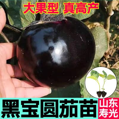 山东寿光黑宝圆茄苗秧高产黑紫圆茄长茄种子小院大田竹丝茄白长茄