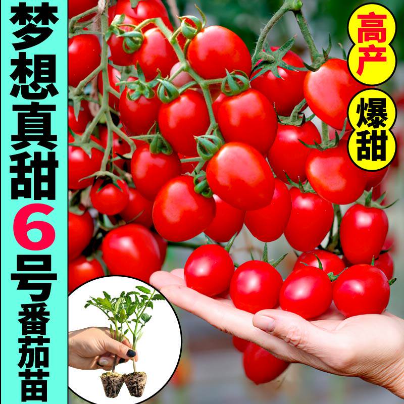 梦想真甜6号果苗秧带土球超甜小樱桃番茄种子四季春秋盆栽西红柿