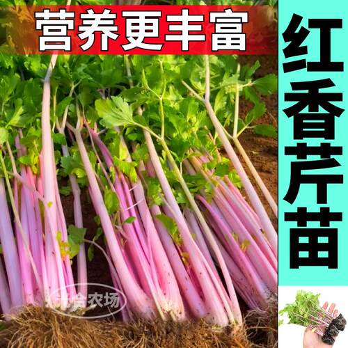 水果芹菜红香芹苗山东寿光四季红芹小香芹西芹苗秧盆栽阳台种子籽